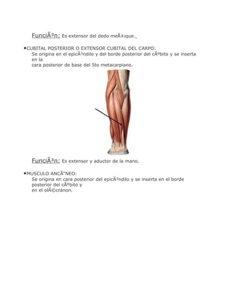 FunciÃ³n: Es extensor del dedo meÃ±ique.

•CUBITAL POSTERIOR O EXTENSOR CUBITAL DEL CARPO:
   Se origina en el epicÃ³ndilo y del borde posterior del cÃºbito y se inserta
   en la
   cara posterior de base del 5to metacarpiano.




   FunciÃ³n: Es extensor y aductor de la mano.

•MUSCULO ANCÃ“NEO:
   Se origina en cara posterior del epicÃ³ndilo y se inserta en el borde
   posterior del cÃºbito y
   en el olÃ©cranon.
 
