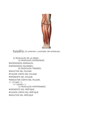 FunciÃ³n: Es extensor y pronador del antebrazo.

   3) MUSCULOS DE LA MANO:
        A) MUSCULOS INTEROSEOS
•INTEROSEOS DORSALES.
•INTEROSEOS PALMARES.
         B) MUSCULOS TENARES:
•ADUCTOR DEL PULGAR.
•FLEXOR CORTO DEL PULGAR.
•OPONENTE DEL PULGAR.
•ABDUCTOR CORTO DEL PULGAR.
<!--[if ppt]-->
    <!--[endif]-->
           C) MUSCULOS HIPOTENARES.
•OPONENTE DEL MEÃ‘IQUE.
•FLEXOR CORTO DEL MEÃ‘IQUE
•ADUCTOR DEL MEÃ‘IQUE
 
