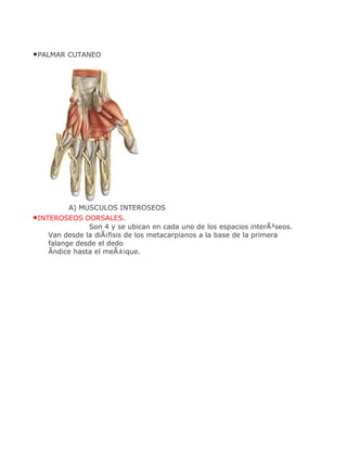 •PALMAR CUTANEO




        A) MUSCULOS INTEROSEOS
•INTEROSEOS DORSALES.
              Son 4 y se ubican en cada uno de los espacios interÃ³seos.
   Van desde la diÃ¡fisis de los metacarpianos a la base de la primera
   falange desde el dedo
   Ãndice hasta el meÃ±ique.
 