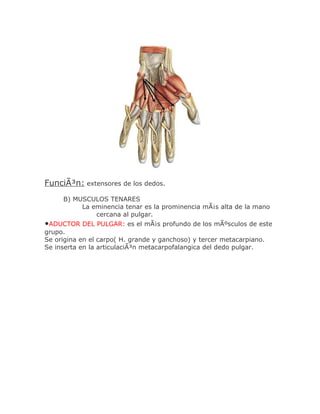 FunciÃ³n: extensores de los dedos.
     B) MUSCULOS TENARES
          La eminencia tenar es la prominencia mÃ¡s alta de la mano
              cercana al pulgar.
•ADUCTOR DEL PULGAR: es el mÃ¡s profundo de los mÃºsculos de este
grupo.
Se origina en el carpo( H. grande y ganchoso) y tercer metacarpiano.
Se inserta en la articulaciÃ³n metacarpofalangica del dedo pulgar.
 