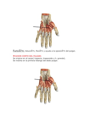 FunciÃ³n: AducciÃ³n, flexiÃ³n y ayuda a la oposiciÃ³n del pulgar.

•FLEXOR CORTO DEL PULGAR:
Se origina en el carpo( trapecio, trapezoide y h. grande).
Se inserta en la primera falange del dedo pulgar.
 