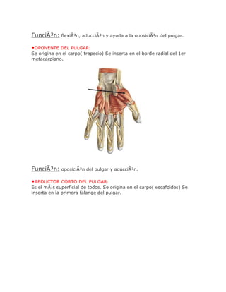 FunciÃ³n: flexiÃ³n, aducciÃ³n y ayuda a la oposiciÃ³n del pulgar.

•OPONENTE DEL PULGAR:
Se origina en el carpo( trapecio) Se inserta en el borde radial del 1er
metacarpiano.




FunciÃ³n: oposiciÃ³n del pulgar y aducciÃ³n.

•ABDUCTOR CORTO DEL PULGAR:
Es el mÃ¡s superficial de todos. Se origina en el carpo( escafoides) Se
inserta en la primera falange del pulgar.
 