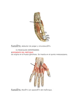 FunciÃ³n: abductor de pulgar y circunducciÃ³n.
     C) MUSCULOS HIPOTENARES
•OPONENTE DEL MEÃ‘IQUE:
Se origina en el hueso ganchoso. Se inserta en el quinto metacarpiano.




FunciÃ³n: flexiÃ³n con oposiciÃ³n del meÃ±ique.
 