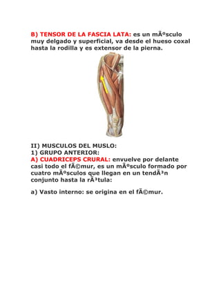 B) TENSOR DE LA FASCIA LATA: es un mÃºsculo
muy delgado y superficial, va desde el hueso coxal
hasta la rodilla y es extensor de la pierna.




II) MUSCULOS DEL MUSLO:
1) GRUPO ANTERIOR:
A) CUADRICEPS CRURAL: envuelve por delante
casi todo el fÃ©mur, es un mÃºsculo formado por
cuatro mÃºsculos que llegan en un tendÃ³n
conjunto hasta la rÃ³tula:

a) Vasto interno: se origina en el fÃ©mur.
 