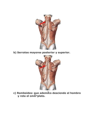 b) Serratos mayores posterior y superior.




c) Romboides: que ademÃ¡s desciende el hombro
   y rota el omÃ³plato.
 