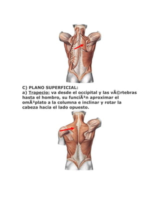 C) PLANO SUPERFICIAL:
a) Trapecio: va desde el occipital y las vÃ©rtebras
hasta el hombro, su funciÃ³n aproximar el
omÃ³plato a la columna e inclinar y rotar la
cabeza hacia el lado opuesto.
 