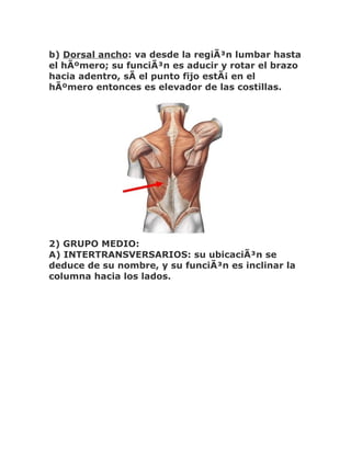 b) Dorsal ancho: va desde la regiÃ³n lumbar hasta
el hÃºmero; su funciÃ³n es aducir y rotar el brazo
hacia adentro, sÃ el punto fijo estÃ¡ en el
hÃºmero entonces es elevador de las costillas.




2) GRUPO MEDIO:
A) INTERTRANSVERSARIOS: su ubicaciÃ³n se
deduce de su nombre, y su funciÃ³n es inclinar la
columna hacia los lados.
 
