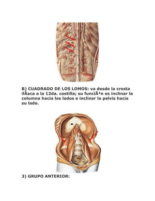 B) CUADRADO DE LOS LOMOS: va desde la cresta
ilÃaca a la 12da. costilla; su funciÃ³n es inclinar la
columna hacia los lados e inclinar la pelvis hacia
su lado.




3) GRUPO ANTERIOR:
 