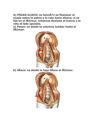 A) PSOAS-ILIACO: su funciÃ³n es flexionar el
muslo sobre la pelvis y lo rota hacia afuera; si se
fija en el fÃ©mur, entonces flexiona el tronco y lo
rota al lado opuesto.
a) Psoas: va desde la columna lumbar hasta el
fÃ©mur.




b) ilÃaco: va desde la fosa ilÃaca al fÃ©mur.
 