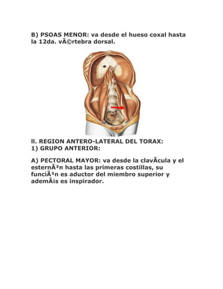 B) PSOAS MENOR: va desde el hueso coxal hasta
la 12da. vÃ©rtebra dorsal.




ll. REGION ANTERO-LATERAL DEL TORAX:
1) GRUPO ANTERIOR:

A) PECTORAL MAYOR: va desde la clavÃcula y el
esternÃ³n hasta las primeras costillas, su
funciÃ³n es aductor del miembro superior y
ademÃ¡s es inspirador.
 
