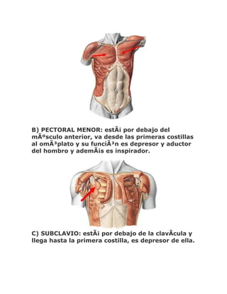 B) PECTORAL MENOR: estÃ¡ por debajo del
mÃºsculo anterior, va desde las primeras costillas
al omÃ³plato y su funciÃ³n es depresor y aductor
del hombro y ademÃ¡s es inspirador.




C) SUBCLAVIO: estÃ¡ por debajo de la clavÃcula y
llega hasta la primera costilla, es depresor de ella.
 
