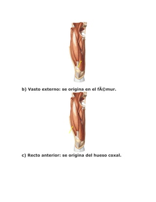 b) Vasto externo: se origina en el fÃ©mur.




c) Recto anterior: se origina del hueso coxal.
 