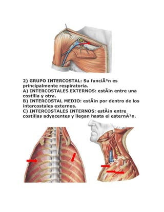 2) GRUPO INTERCOSTAL: Su funciÃ³n es
principalmente respiratoria.
A) INTERCOSTALES EXTERNOS: estÃ¡n entre una
costilla y otra.
B) INTERCOSTAL MEDIO: estÃ¡n por dentro de los
intercostales externos.
C) INTERCOSTALES INTERNOS: estÃ¡n entre
costillas adyacentes y llegan hasta el esternÃ³n.
 