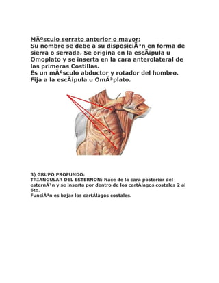 MÃºsculo serrato anterior o mayor:
Su nombre se debe a su disposiciÃ³n en forma de
sierra o serrada. Se origina en la escÃ¡pula u
Omoplato y se inserta en la cara anterolateral de
las primeras Costillas.
Es un mÃºsculo abductor y rotador del hombro.
Fija a la escÃ¡pula u OmÃ³plato.




3) GRUPO PROFUNDO:
TRIANGULAR DEL ESTERNON: Nace de la cara posterior del
esternÃ³n y se inserta por dentro de los cartÃlagos costales 2 al
6to.
FunciÃ³n es bajar los cartÃlagos costales.
 