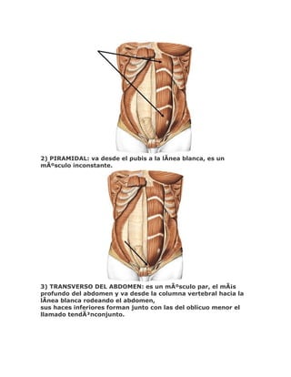 2) PIRAMIDAL: va desde el pubis a la lÃnea blanca, es un
mÃºsculo inconstante.




3) TRANSVERSO DEL ABDOMEN: es un mÃºsculo par, el mÃ¡s
profundo del abdomen y va desde la columna vertebral hacia la
lÃnea blanca rodeando el abdomen,
sus haces inferiores forman junto con las del oblicuo menor el
llamado tendÃ³nconjunto.
 