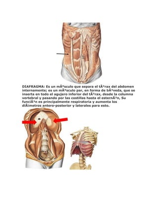 DIAFRAGMA: Es un mÃºsculo que separa el tÃ³rax del abdomen
internamente; es un mÃºsculo par, en forma de bÃ³veda, que se
inserta en todo el agujero inferior del tÃ³rax, desde la columna
vertebral y pasando por las costillas hasta el esternÃ³n, Su
funciÃ³n es principalmente respiratoria y aumenta los
diÃ¡metros antero-posterior y laterales para esto.
 