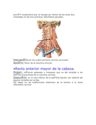porciÃ³n longitudinal que va situado por dentro de las otras dos;
insertadas en las tres primeras vÃ©rtebras dorsales.




InervaciÃ³n por los cuatro primeros nervios cervicales.
AcciÃ³n: flexor de la columna cervical.

•Recto anterior mayor de la cabeza.
Origen:     mÃºsculo aplanado y triangular que va del occipital a las
apÃ³fisis transversas de la columna cervical.
InserciÃ³n:     en la cara inferior de la apÃ³fisis bacilar, por delante del
agujero occipital por arriba.
Por abajo en los tubÃ©rculos anteriores de la tercera a la sexta
vÃ©rtebra cervical
 