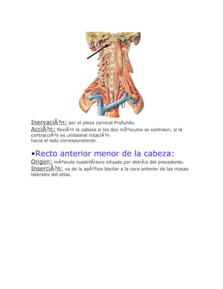 InervaciÃ³n: por el plexo cervical Profundo.
AcciÃ³n: flexiÃ³n la cabeza si los dos mÃºsculos se contraen; si la
contracciÃ³n es unilateral rotaciÃ³n
hacia el lado correspondiente.


•Recto anterior menor de la cabeza:
Origen: mÃºsculo cuadrilÃ¡tero situado por detrÃ¡s del precedente.
InserciÃ³n: va de la apÃ³fisis bacilar a la cara anterior de las masas
laterales del atlas.
 