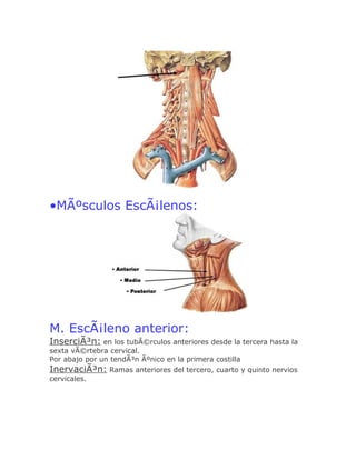 •MÃºsculos EscÃ¡lenos:




M. EscÃ¡leno anterior:
InserciÃ³n: en los tubÃ©rculos anteriores desde la tercera hasta la
sexta vÃ©rtebra cervical.
Por abajo por un tendÃ³n Ãºnico en la primera costilla
InervaciÃ³n: Ramas anteriores del tercero, cuarto y quinto nervios
cervicales.
 