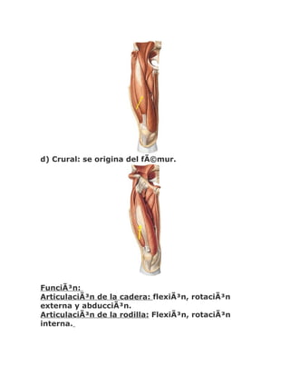 d) Crural: se origina del fÃ©mur.




FunciÃ³n:
ArticulaciÃ³n de la cadera: flexiÃ³n, rotaciÃ³n
externa y abducciÃ³n.
ArticulaciÃ³n de la rodilla: FlexiÃ³n, rotaciÃ³n
interna.
 