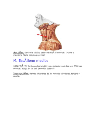 AcciÃ³n: Elevan la costilla desde la regiÃ³n cervical. Inclina o
mantiene fija la columna cervical.


M. EscÃ¡leno medio:
InserciÃ³n: Arriba en los tubÃ©rculos anteriores de las seis Ãºltimas
cervical, abajo en las dos primeras costillas.

InervaciÃ³n: Ramas anteriores de los nervios cervicales, tercero y
cuarto.
 