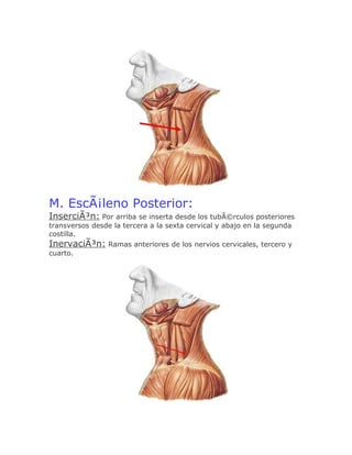M. EscÃ¡leno Posterior:
InserciÃ³n: Por arriba se inserta desde los tubÃ©rculos posteriores
transversos desde la tercera a la sexta cervical y abajo en la segunda
costilla.
InervaciÃ³n: Ramas anteriores de los nervios cervicales, tercero y
cuarto.
 