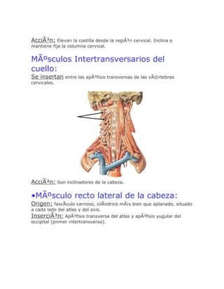 AcciÃ³n: Elevan la costilla desde la regiÃ³n cervical. Inclina o
mantiene fija la columna cervical.


MÃºsculos Intertransversarios del
cuello:
Se insertan entre las apÃ³fisis transversas de las vÃ©rtebras
cervicales.




AcciÃ³n: Son inclinadores de la cabeza.

•MÃºsculo recto lateral de la cabeza:
Origen: fascÃculo carnoso, cilÃndrico mÃ¡s bien que aplanado, situado
a cada lado del atlas y del axis.
InserciÃ³n: ApÃ³fisis transversa del atlas y apÃ³fisis yugular del
occipital (primer intertransverso).
 