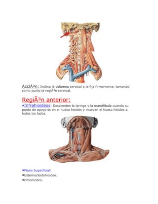 AcciÃ³n: Inclina la columna cervical o la fija firmemente, tomando
como punto la regiÃ³n cervical.


RegiÃ³n anterior:
•Infrahioideos: Descienden la laringe y la mandÃbula cuando su
punto de apoyo es en el hueso hioides y mueven el hueso hioides a
todos los lados.




•Plano Superficial:
•Esternocleidohioideo.
•Omohiodeo.
 