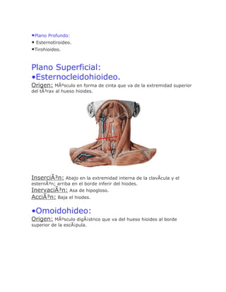•Plano Profundo:
• Esternotiroideo.
•Tirohioideo.


Plano Superficial:
•Esternocleidohioideo.
Origen: MÃºsculo en forma de cinta que va de la extremidad superior
del tÃ³rax al hueso hioides.




InserciÃ³n: Abajo en la extremidad interna de la clavÃcula y el
esternÃ³n; arriba en el borde inferir del hiodes.
InervaciÃ³n: Asa de hipogloso.
AcciÃ³n: Baja el hiodes.

•Omoidohideo:
Origen: MÃºsculo digÃ¡strico que va del hueso hioides al borde
superior de la escÃ¡pula.
 