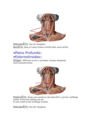 InervaciÃ³n: Asa de hipogloso.
AcciÃ³n: Baja el hueso hiodes inclinÃ¡ndolo hacia atrÃ¡s.

•Plano Profundo:
•Esternotiroideo:
Origen: MÃºsculo ancho y acintado, situado debajodel
esternocleidohioideo.




InserciÃ³n: Abajo cara posterior del esternÃ³n y primer cartÃlago
costal. Arriba del tubÃ©rculo de
la cara externa del cartÃlago tiroides.

InervaciÃ³n: Asa del hipogloso.
 