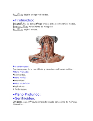 AcciÃ³n: Baja la laringe y el hioides.

•Tirohioideo:
InserciÃ³n: Va del cartÃlago tiroides al borde inferior del hioides.
InervaciÃ³n: Por un ramo del hipogloso.
AcciÃ³n: Baja el hioides.




• Suprahioideos:
Son depresores de la mandÃbula y elevadores del hueso hioides.
•Plano Profundo:
•Genihioideo.
•Plano Medio:
•Milohioideo.
•Plano superficial:
•DigÃ¡strico.
• Estilohioideo.

•Plano Profundo:
•Genihioideo.
Origen: es un mÃºsculo cilindroide situado por encima del MÃºsculo
Milohioideo.
 