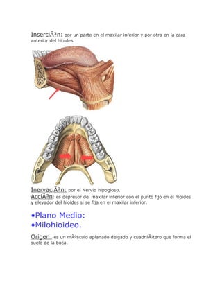 InserciÃ³n: por un parte en el maxilar inferior y por otra en la cara
anterior del hioides.




InervaciÃ³n: por el Nervio hipogloso.
AcciÃ³n: es depresor del maxilar inferior con el punto fijo en el hioides
y elevador del hioides si se fija en el maxilar inferior.


•Plano Medio:
•Milohioideo.
Origen: es un mÃºsculo aplanado delgado y cuadrilÃ¡tero que forma el
suelo de la boca.
 