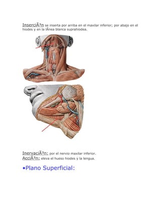 InserciÃ³n se inserta por arriba en el maxilar inferior; por abajo en el
hiodes y en la lÃnea blanca suprahiodea.




InervaciÃ³n: por el nervio maxilar inferior.
AcciÃ³n: eleva el hueso hiodes y la lengua.

•Plano Superficial:
 