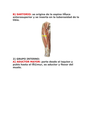 B) SARTORIO: se origina de la espina ilÃaca
anterosuperior y se inserta en la tuberosidad de la
tibia.




2) GRUPO INTERNO:
A) ADUCTOR MAYOR: parte desde el isquion y
pubis hasta el fÃ©mur, es aductor y flexor del
muslo.
 