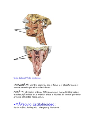 Vista Lateral Vista posterior.


InervaciÃ³n: vientre posterior por el facial y el glosofaringeo el
vientre anterior por el maxilar inferior.

AcciÃ³n: el vientre anterior fijÃ¡ndose en el hueso hioides baja el
maxilar; fijÃ¡ndose en el maxilar eleva el hioides. El vientre posterior
arrastra el hioides hacia atrÃ¡s.



•MÃºsculo Estilohioideo:
Es un mÃºsculo delgado , alargado y fusiforme
 