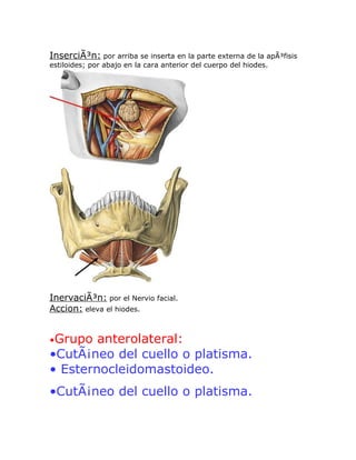 InserciÃ³n: por arriba se inserta en la parte externa de la apÃ³fisis
estiloides; por abajo en la cara anterior del cuerpo del hiodes.




InervaciÃ³n: por el Nervio facial.
Accion: eleva el hiodes.


•Grupo  anterolateral:
•CutÃ¡neo del cuello o platisma.
• Esternocleidomastoideo.
•CutÃ¡neo del cuello o platisma.
 