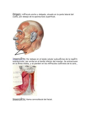 Origen: mÃºsculo ancho y delgado, situado en la parte lateral del
cuello, por debajo de la aponeurosis superficial.




InserciÃ³n: Por debajo en el tejido celular subcutÃ¡neo de la regiÃ³n
subclavicular, por arriba en el borde inferior del maxilar. Se entrecruzan
en la lÃnea media, y se pierden en los mÃºsculos cutÃ¡neos de la cara.




InserciÃ³n: Rama cervicofacial del facial.
 