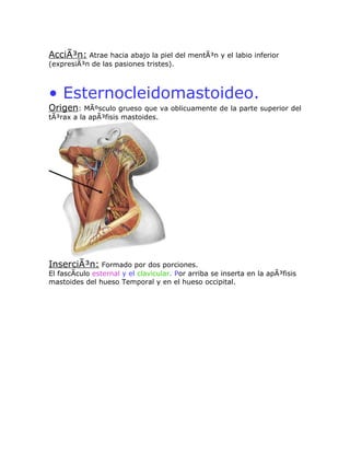 AcciÃ³n: Atrae hacia abajo la piel del mentÃ³n y el labio inferior
(expresiÃ³n de las pasiones tristes).



• Esternocleidomastoideo.
Origen:    MÃºsculo grueso que va oblicuamente de la parte superior del
tÃ³rax a la apÃ³fisis mastoides.




InserciÃ³n: Formado por dos porciones.
El fascÃculo esternal y el clavicular. Por arriba se inserta en la apÃ³fisis
mastoides del hueso Temporal y en el hueso occipital.
 