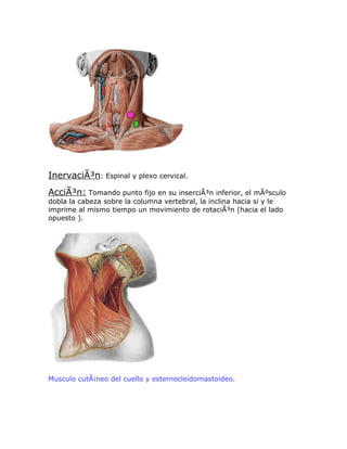 InervaciÃ³n: Espinal y plexo cervical.
AcciÃ³n: Tomando punto fijo en su inserciÃ³n inferior, el mÃºsculo
dobla la cabeza sobre la columna vertebral, la inclina hacia si y le
imprime al mismo tiempo un movimiento de rotaciÃ³n (hacia el lado
opuesto ).




Musculo cutÃ¡neo del cuello y esternocleidomastoideo.
 