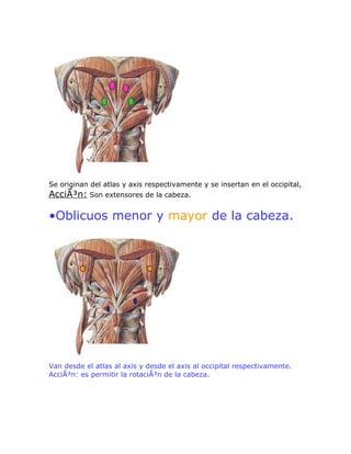 Se originan del atlas y axis respectivamente y se insertan en el occipital,
AcciÃ³n: Son extensores de la cabeza.

•Oblicuos menor y mayor de la cabeza.




Van desde el atlas al axis y desde el axis al occipital respectivamente.
AcciÃ³n: es permitir la rotaciÃ³n de la cabeza.
 