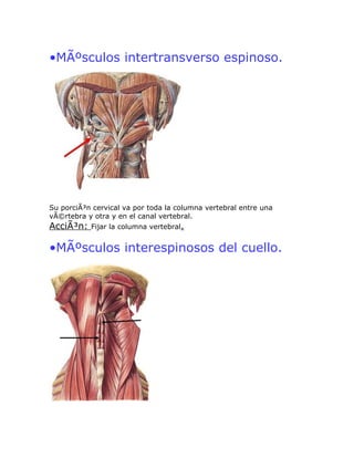 •MÃºsculos intertransverso espinoso.




Su porciÃ³n cervical va por toda la columna vertebral entre una
vÃ©rtebra y otra y en el canal vertebral.
AcciÃ³n:   Fijar la columna vertebral.


•MÃºsculos interespinosos del cuello.
 
