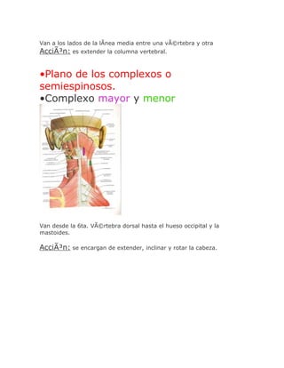 Van a los lados de la lÃnea media entre una vÃ©rtebra y otra
AcciÃ³n: es extender la columna vertebral.


•Plano de los complexos o
semiespinosos.
•Complexo mayor y menor




Van desde la 6ta. VÃ©rtebra dorsal hasta el hueso occipital y la
mastoides.

AcciÃ³n: se encargan de extender, inclinar y rotar la cabeza.
 