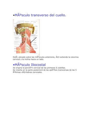 •MÃºsculo transverso del cuello.




EstÃ¡ ubicado sobre las mÃºsculos anteriores, Ã©l extiende la columna
cervical y la inclina hacia un lado.


•MÃºsculo Iliocostal
Se origina la porciÃ³n cervical de las primeras 6 costillas.
Se inserta en la parte posteriord de las apÃ³fisis transversas de las 5
Ãºltimas vÃ©rtebras cervicales.
 