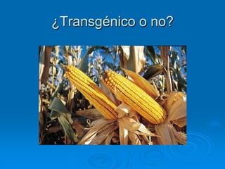 ¿Transgénico o no?
 