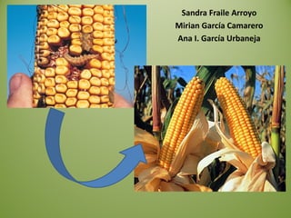 Sandra Fraile Arroyo
Mirian García Camarero
Ana I. García Urbaneja
 