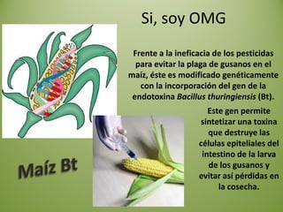 Si, soy OMG
 Frente a la ineficacia de los pesticidas
  para evitar la plaga de gusanos en el
maíz, éste es modificado genéticamente
   con la incorporación del gen de la
 endotoxina Bacillus thuringiensis (Bt).
                      Este gen permite
                   sintetizar una toxina
                      que destruye las
                   células epiteliales del
                    intestino de la larva
                      de los gusanos y
                   evitar así pérdidas en
                         la cosecha.
 