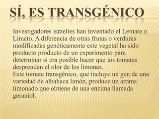 SÍ, ES TRANSGÉNICO
Investigadores israelíes han inventado el Lemato o
Limato. A diferencia de otras frutas o verduras
modificadas genéticamente este vegetal ha sido
producto producto de un experimento para
determinar si era posible hacer que los tomates
desprendan el olor de los limones.
Este tomate transgénico, que incluye un gen de una
variedad de albahaca limón, produce un aroma
limonado que obtiene de una enzima llamada
geraniol.
 