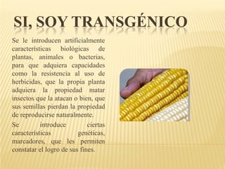 SI, SOY TRANSGÉNICO
Se le introducen artificialmente
características biológicas de
plantas, animales o bacterias,
para que adquiera capacidades
como la resistencia al uso de
herbicidas, que la propia planta
adquiera la propiedad matar
insectos que la atacan o bien, que
sus semillas pierdan la propiedad
de reproducirse naturalmente.
Se         introduce         ciertas
características          genéticas,
marcadores, que les permiten
constatar el logro de sus fines.
 