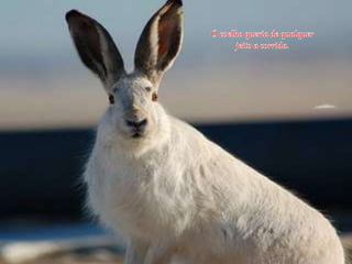 Todos somos diferentes