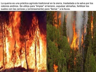 La quema es una práctica agrícola tradicional en la sierra, trasladada a la selva por los
colonos andinos. Se utiliza para “limpiar” el terreno, expulsar alimañas, fertilizar los
suelos con las cenizas y (erróneamente) para “llamar “ a la lluvia.
 